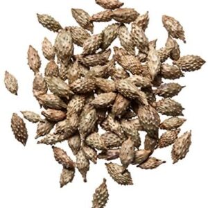 CANG ER ZI (COCKLEBUR)