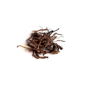 COLEUS FORSHKOLI ROOT C/S